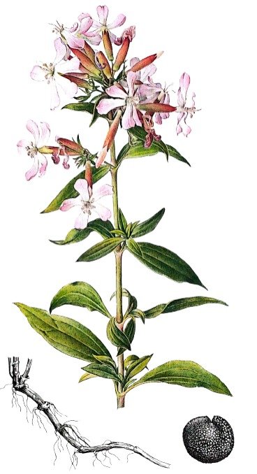 Saponaire officinale